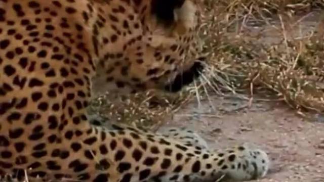 年长的鹿就是有经验，模仿豹子声音化解危险