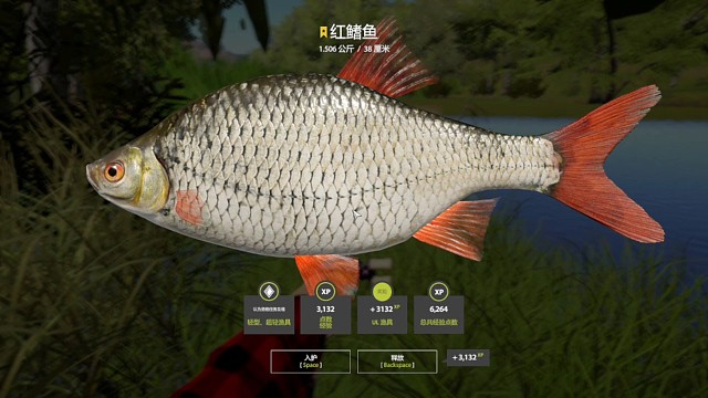 22图北顿–超轻面条虫星红鳍鱼