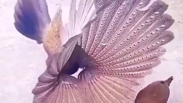 除了人类母的漂亮，动物界都是公的漂亮？