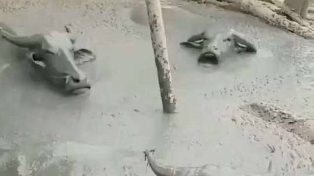 转身上了个厕所，回来看到五头牛在吃水泥