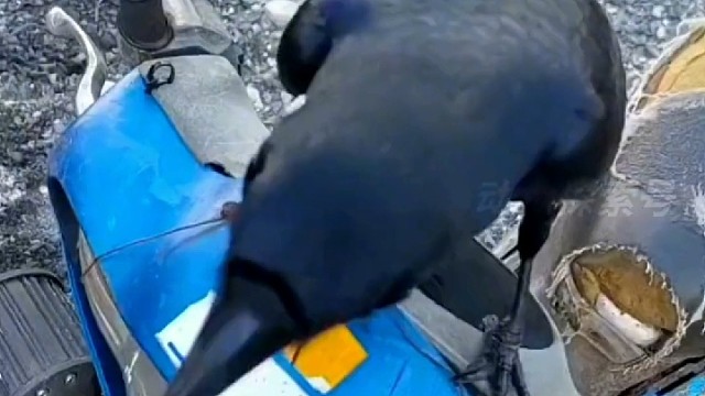 它可能比你还聪敏