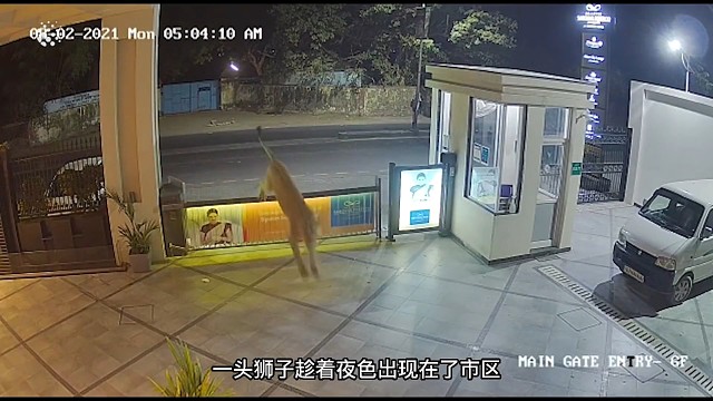 狮子都进家门口了，保安大哥居然还不知道