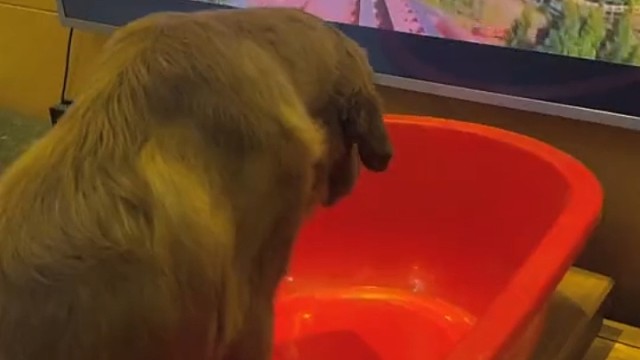 这主人不能要了