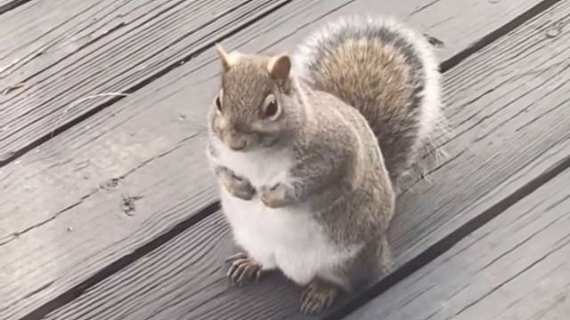 小仓鼠被路人连续投喂了一个月后……