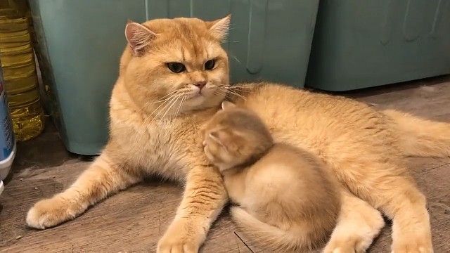 猫妈无情的一脚