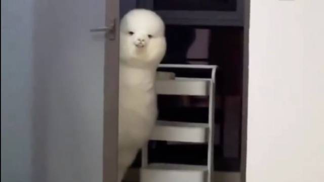 “神兽”羊驼的迷惑行为鉴赏