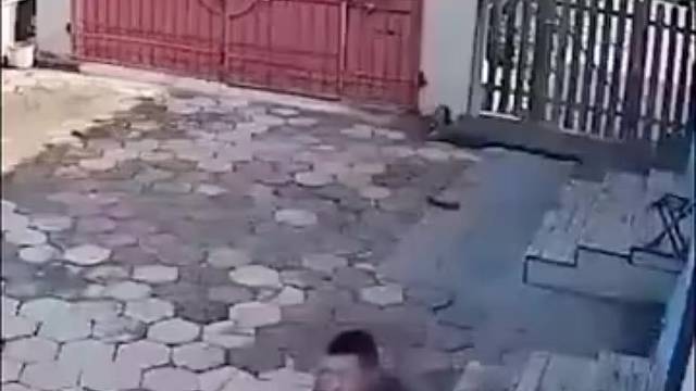 金毛拼命护主人