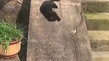 第一次回乡下的猫猫，对着台阶 干了跟我童年一样的事！