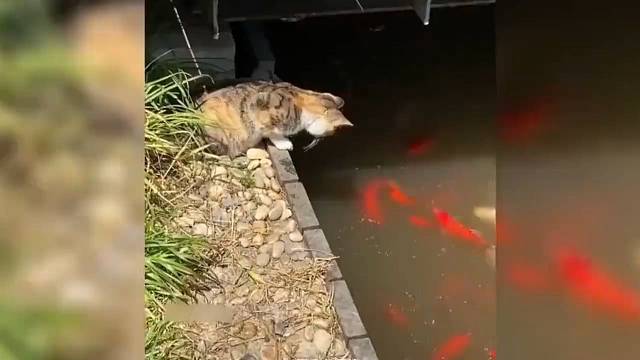 2022那些成精的动物，让你哭笑不得的迷惑行为，解决你一天的不开心