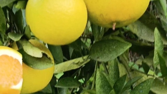 青皮特早蜜橙，甜到心尖尖的果果