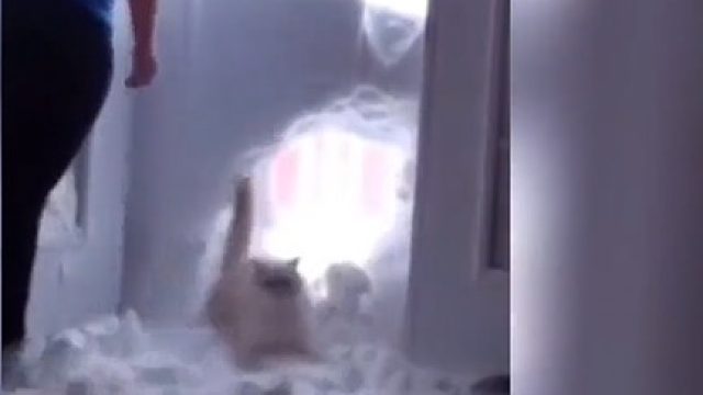 猫猫：嗨害嗨！闪亮登场