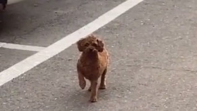 狗：你都不知道那天我随便喊一嘴那家伙跑的多快哈哈哈哈哈