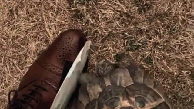 有黑鞋子踩过这个乌龟，它记仇