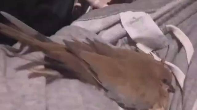 晾衣服遭小鸟做窝孵蛋，男子崩溃后照料小鸟数日，最终孵出俩小只