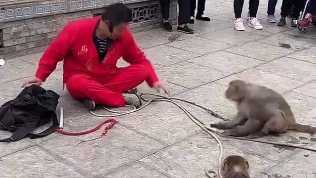 猴哥吃软怕硬，挺会做人