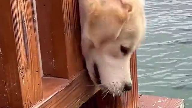 要不是看见后面的泰迪，它也不会这么急了