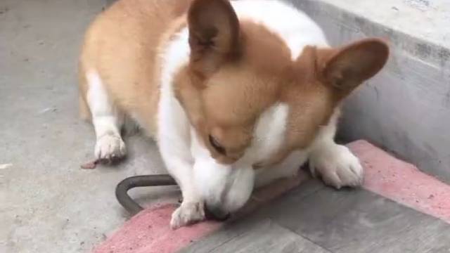 哈哈哈哈哈哈哈哈这是新物种吗？