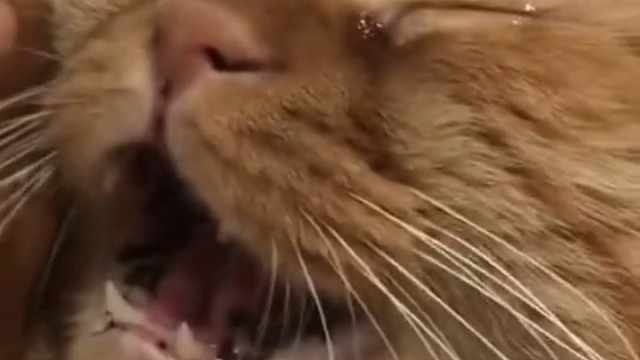 哇哇哭，我抓的老鼠跑了