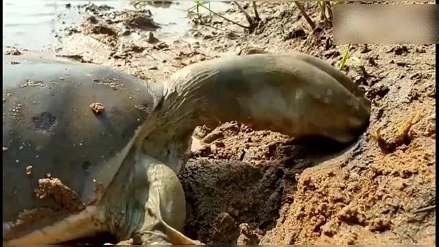 真没想到它还会捕捉黄鳝