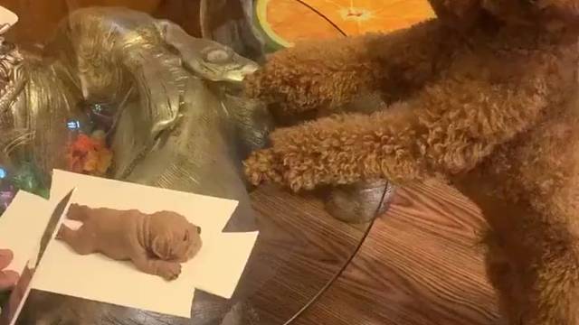 唉呀妈呀，主人你不要吓我好不好