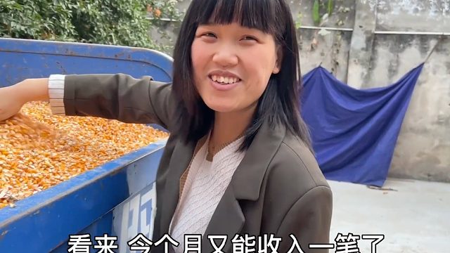 小伙包地种玉米喜获丰收，全家为6300元起争执，婆媳俩配合天衣无缝
