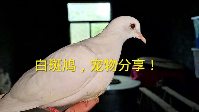 白斑鸠，宠物分享！