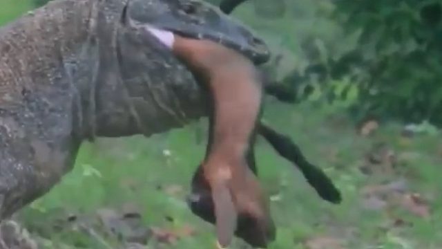 科莫多巨蜥吞下一整头羊