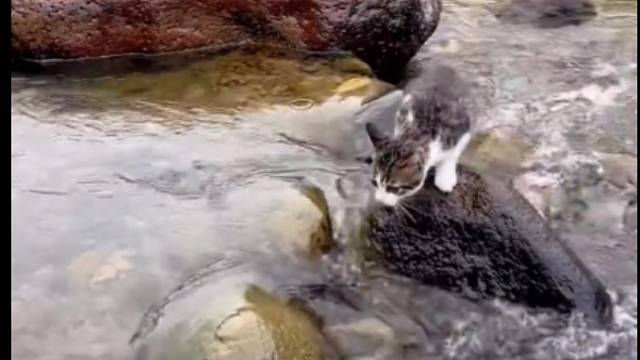 这遛猫跟遛狗似的，随叫随到