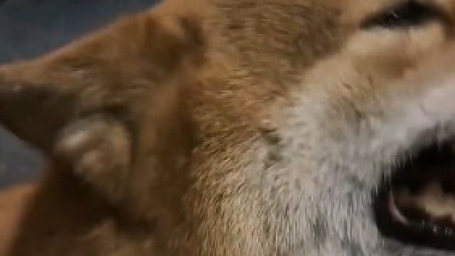 女子生病查出来狗毛过敏，无奈将狗狗送人，结果狗狗跑了七八公里