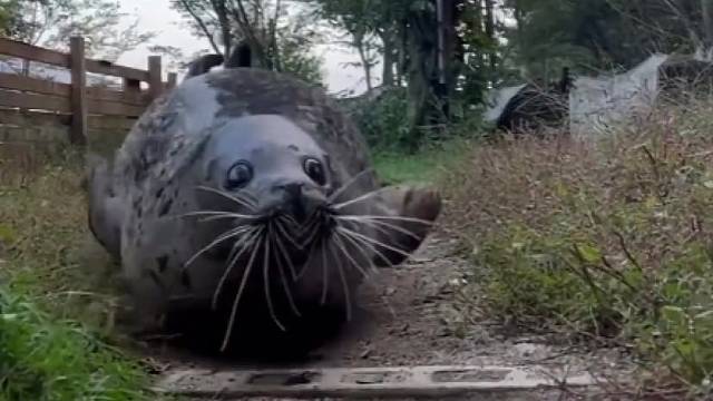 海豹竟然是用肚皮走路的
