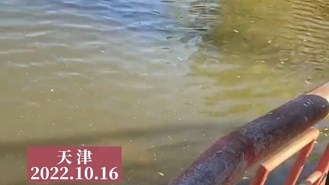 锦鲤：你这个愿望超纲了