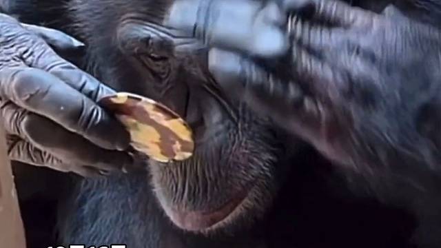 猩猩对着镜子整理自己的头发，沉迷在自己的盛世美颜中无法自拔