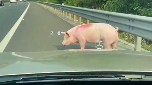 摔的好重，好心疼，想拉回家去好好照顾