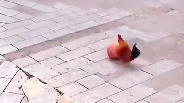 据说它练了两年半