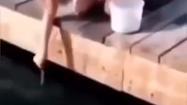 鲸类天生对人类就有好感