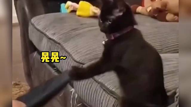 宠物：为了这个家操碎了心