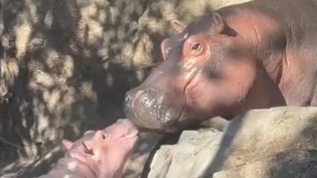 看看调皮小河马在干什么呢