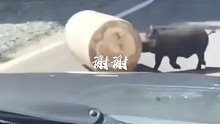 谢谢你，野猪，因为有你，大家才安全了