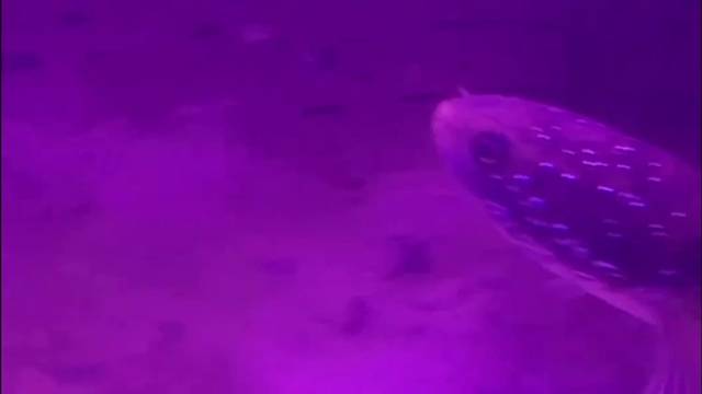 这货老凶了……