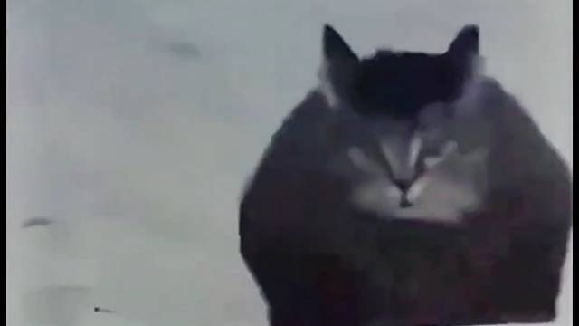 这年头宠物都这么胖，那它主人一定富得流油