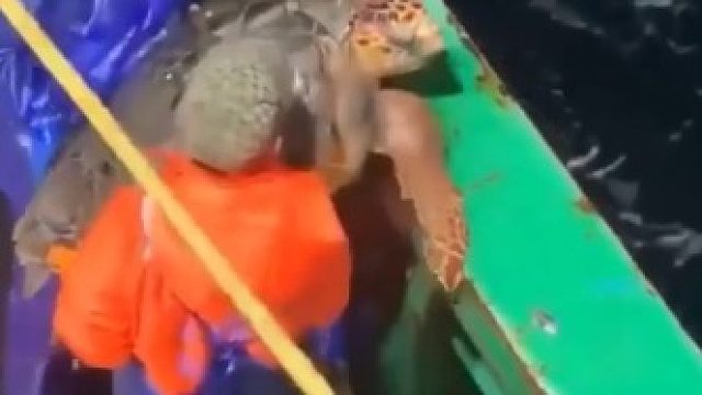 放海龟回到大海