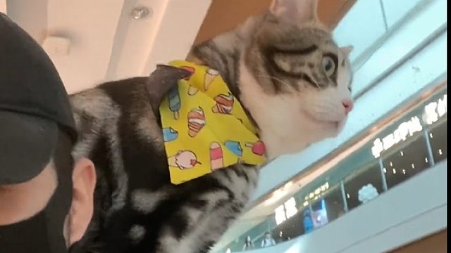 算了，也算圆了个童年了