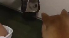镜子里的狗真帅