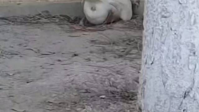 惊不惊喜意不意外？