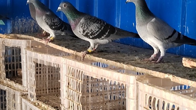 需要的可以联系我