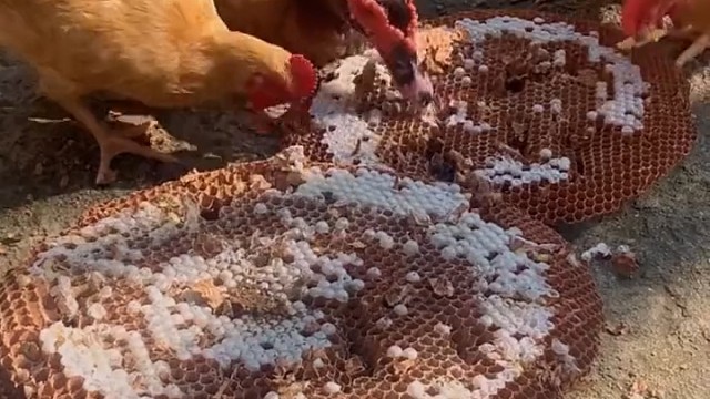 在农村都是用这个来养鸡鸭的