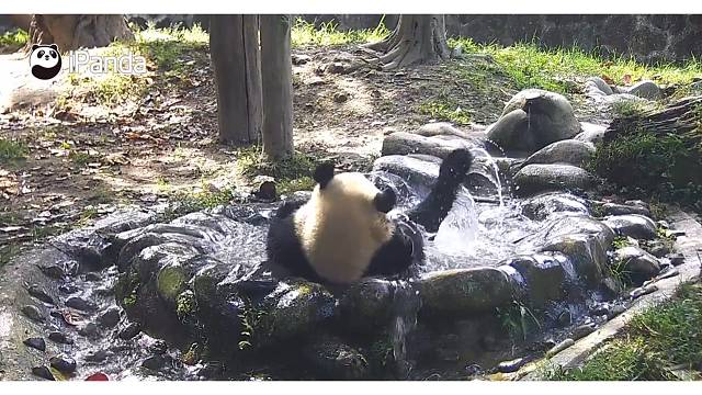 这澡洗得也太痛快了，可以教一下围观胖友吗？