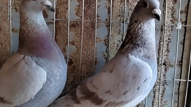 我发布了一个新视频，快来围观吧！