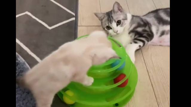 看到最后，像不像小时候受委屈的你？