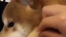 大家都说养柴犬不掉毛我也来试试